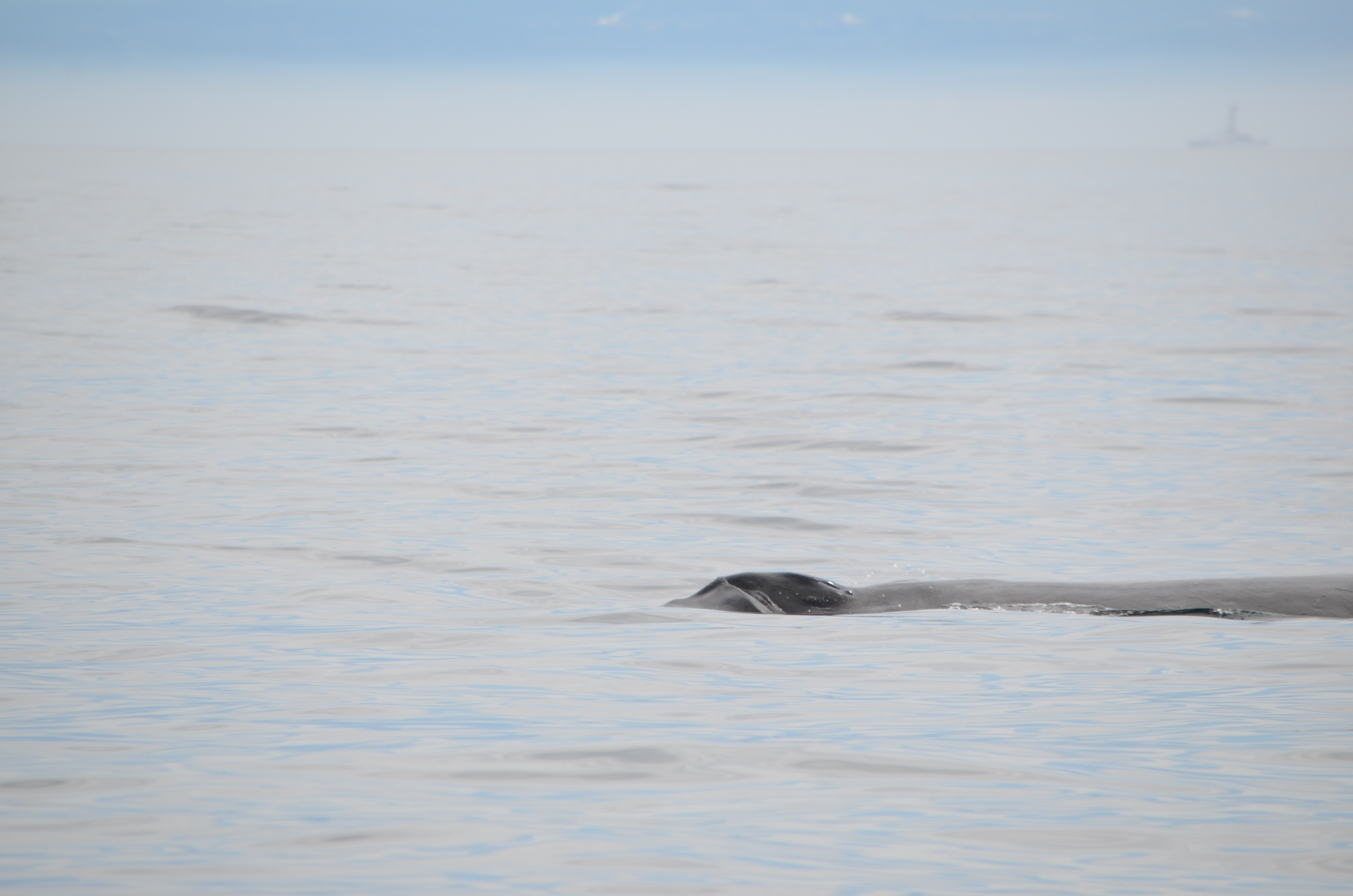 photos/wildlife/Mammal_Species/Humpback Whale/DSC_0126.JPG
